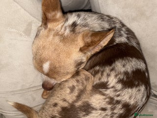 Chihuahua dogs Exceptional Tiny Merle Chihuahua – Proven Stud - Advert 6