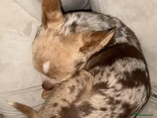 Chihuahua dogs Exceptional Tiny Merle Chihuahua – Proven Stud - Advert 6