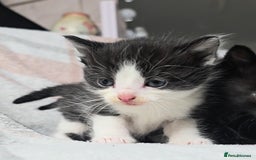 Maine Coon cats for sale: 💫Maine Coon Mix Family Raised Kittens💫 5*Reviews - Image 10