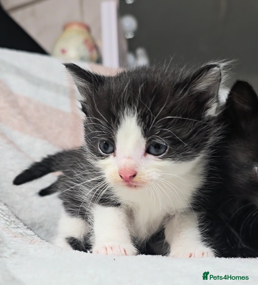 Maine Coon cats for sale: 💫Maine Coon Mix Family Raised Kittens💫 5*Reviews - Image 10