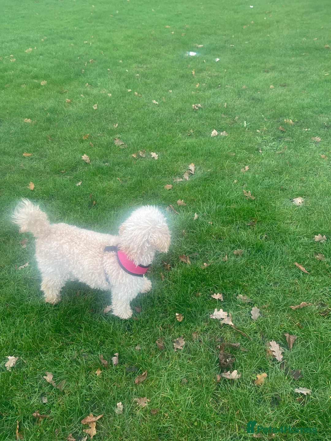 Australian Labradoodle dogs for sale: Meet Yasmin! - Advert 2