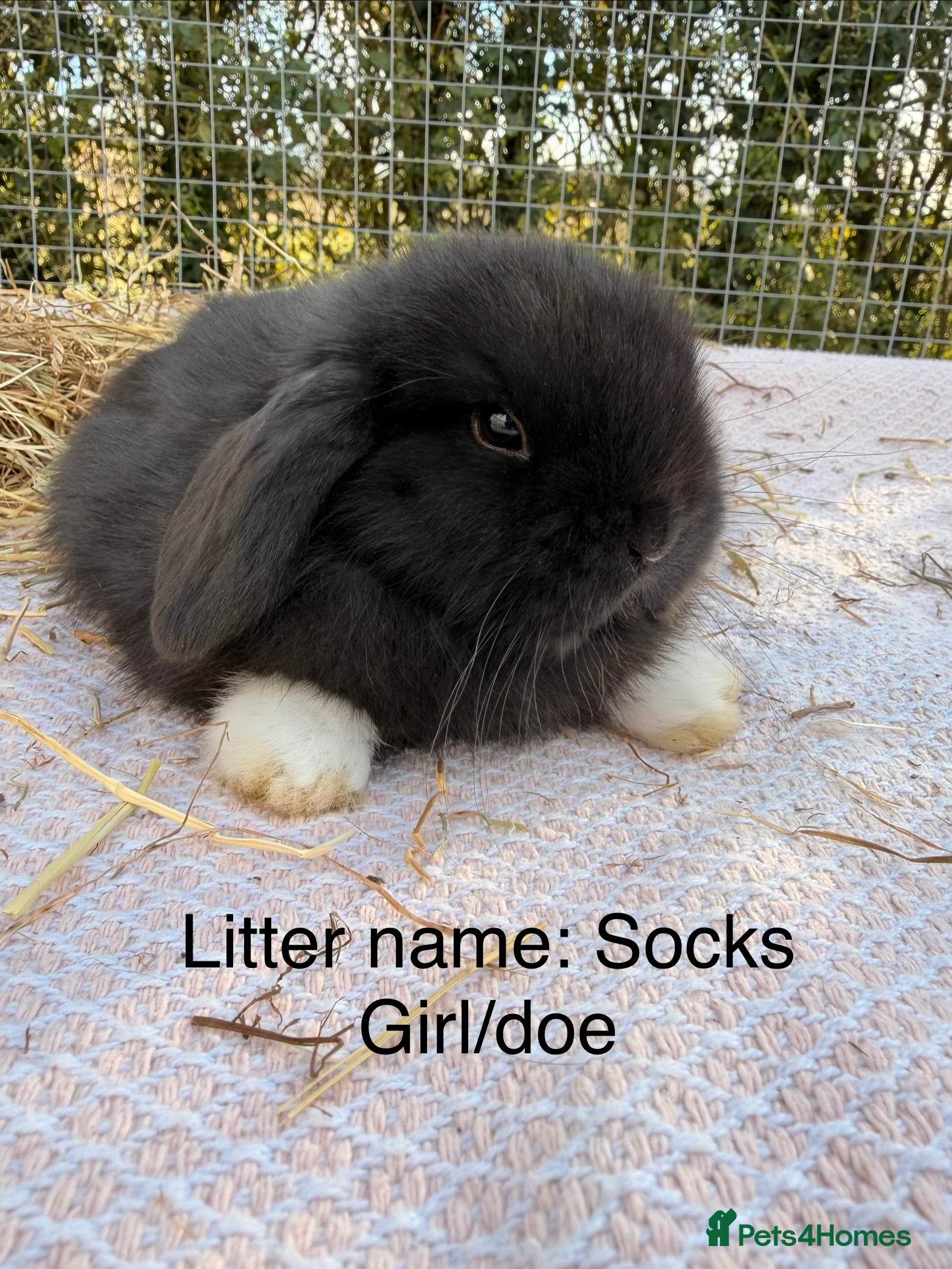 Mini Lop rabbits New babies available!! Gorgeous mini Lop babies  - Advert 1
