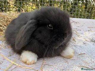 Mini Lop rabbits New babies available!! Gorgeous mini Lop babies - Advert 1