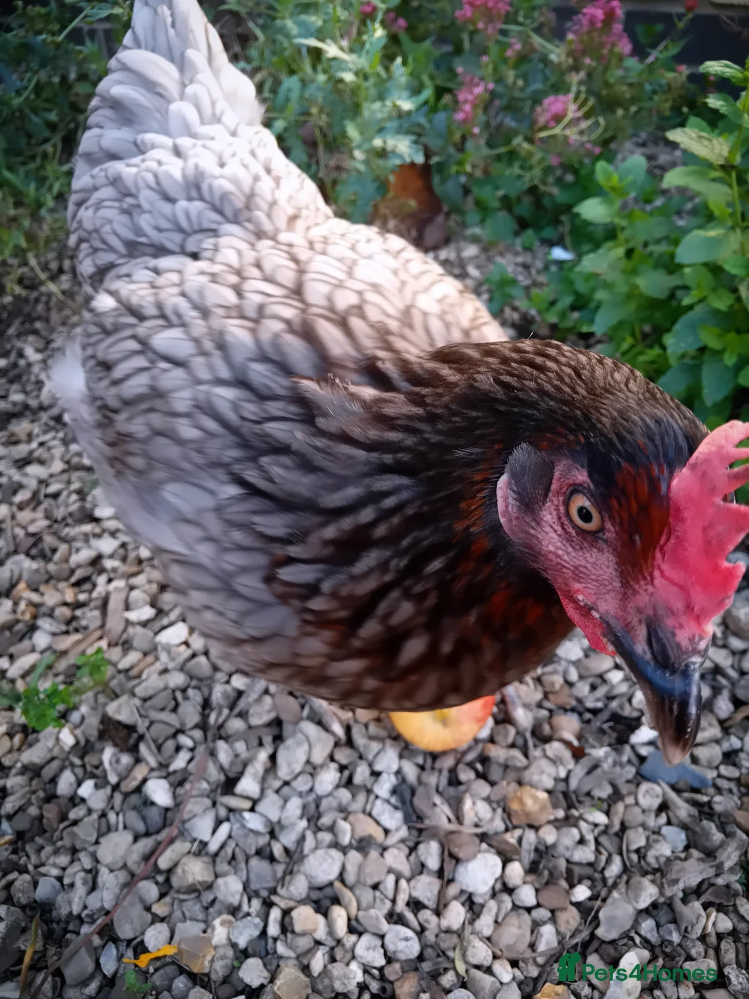 Chickens poultry for sale: Gorgeous Friendly Hens for Sale with Coop - Advert 10