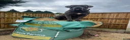 Cane Corso dogs for sale: Cane corso puppies / READY TO LEAVE NOW! in Southampton - Advert 14