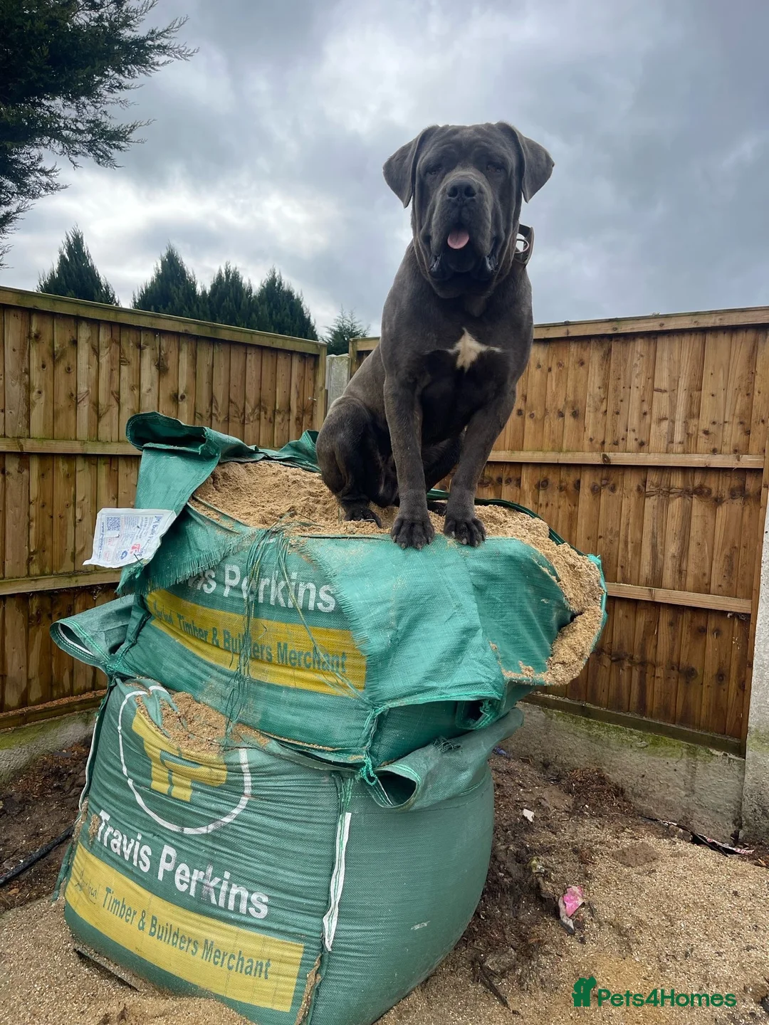 Cane Corso dogs for sale: Cane corso puppies / READY TO LEAVE NOW! in Southampton - Advert 14