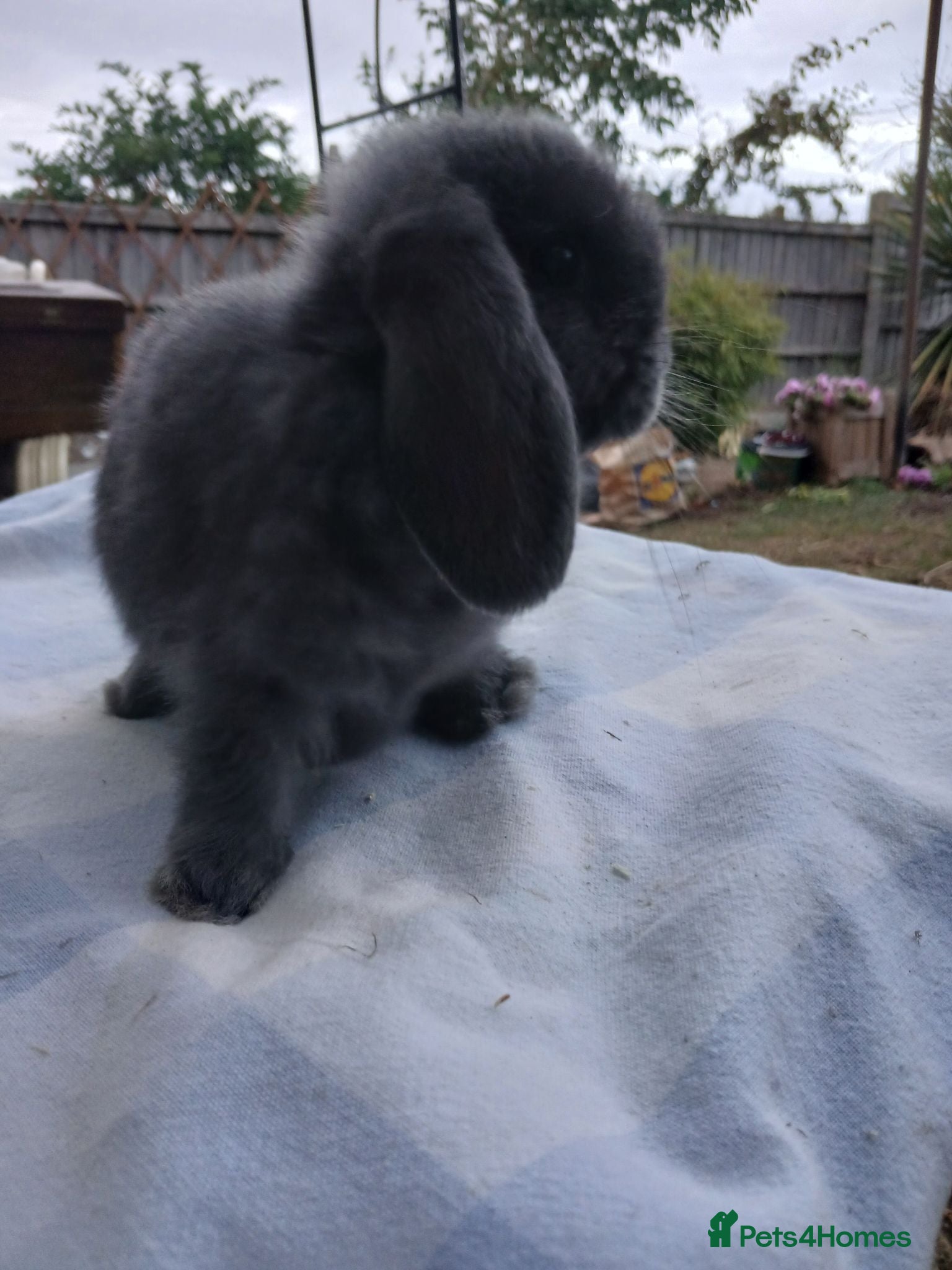Mini Lop rabbits  beautiful mini lops  - Advert 12