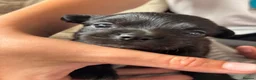 Chihuahua dogs for sale: Beautiful long haired black chihuahua puppies in Oxted - Advert 17
