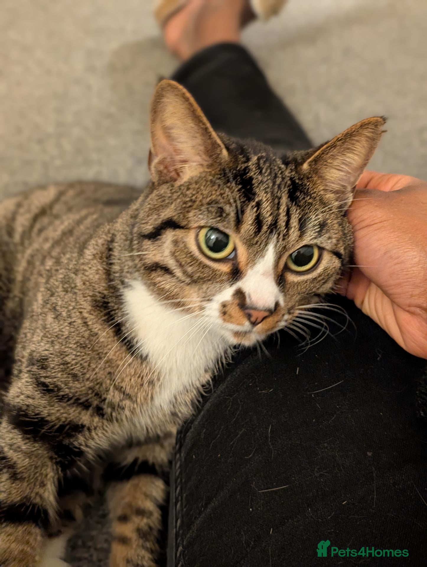 Domestic Shorthair cats 🐾 Beautiful & Affectionate 3-Year-Old Boy 🐱❤️ - Advert 3