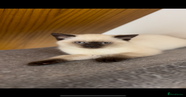 British Shorthair cats in Ingatestone - Advert 9