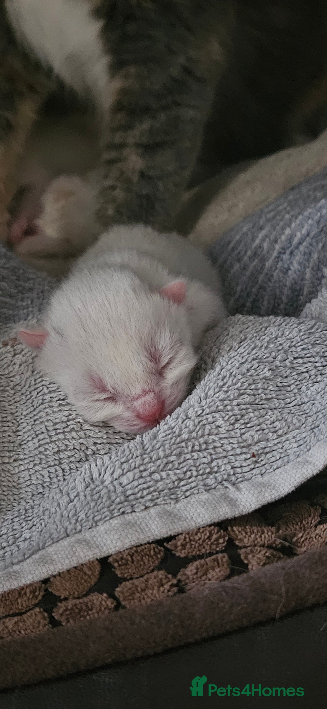 Mixed Breed cats for sale: £350.00 each Scottish straight cross kittens - Image 8