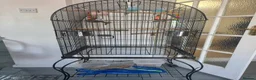 Parrots birds for sale: Pair of Blue Budgies for £150 in Birmingham - Advert 7