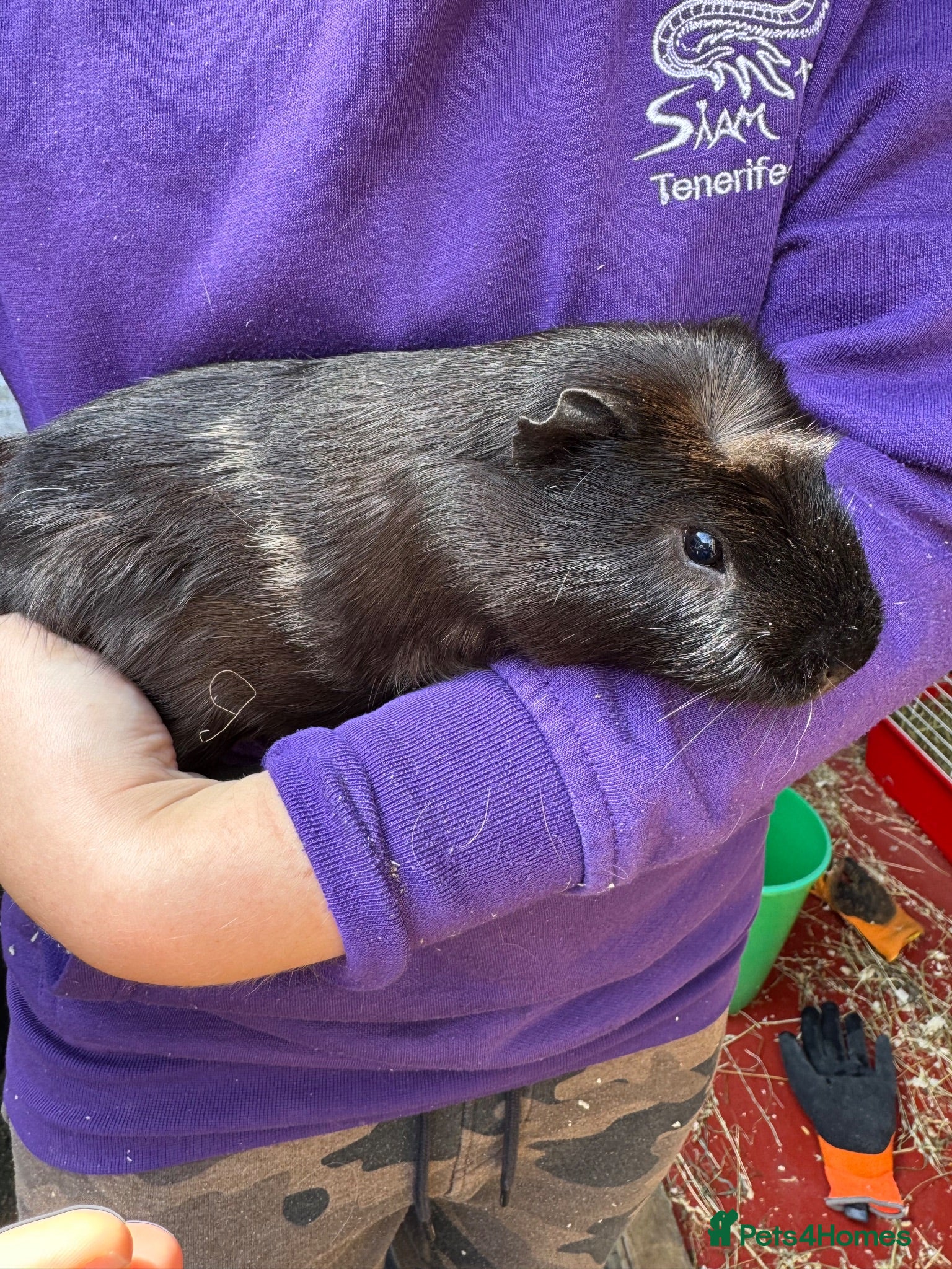 Guinea Pig rodents Male guinea pig for sale - Advert 5