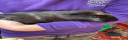 Guinea Pig rodents for sale: Male guinea pig for sale - Advert 1