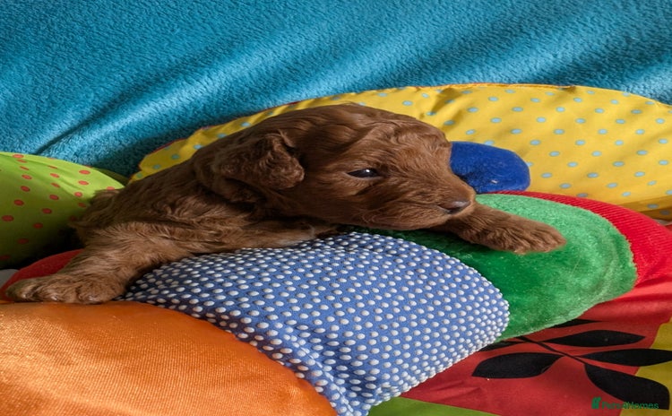 Cavapoo dogs - Advert 1