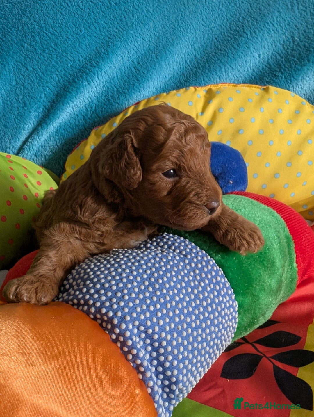 Cavapoo dogs for sale: F1B Deep Fox Red High Quality DNA Clear Puppy  - Image 1