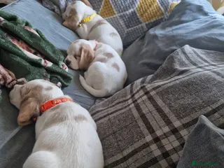 Beagle dogs Last boy looking for forever home - Advert 2