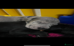 Great Dane dogs for sale: READY NOW PURE BRED GREAT DANE PUPPIES FOR SALE - Image 17