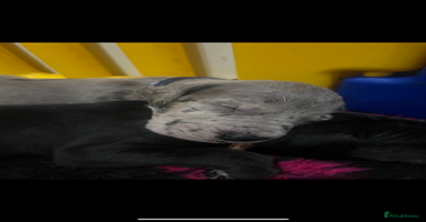 Great Dane dogs - Advert 2