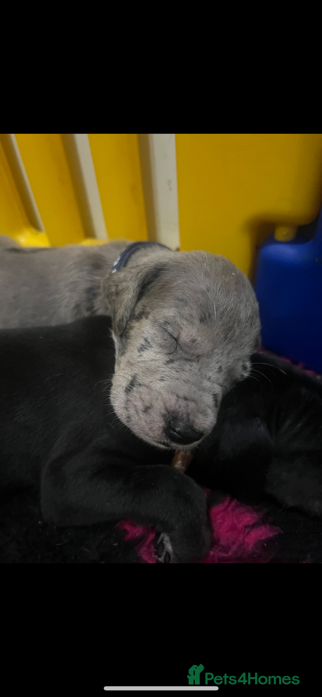 Great Dane dogs for sale: READY NOW PURE BRED GREAT DANE PUPPIES FOR SALE - Image 17