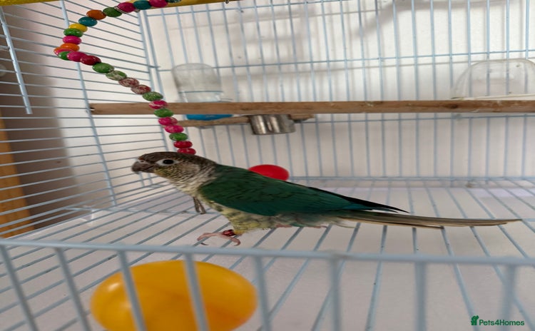 Conures birds - Advert 16