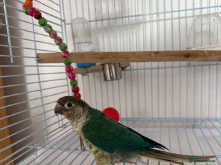 Conures birds - Advert 9