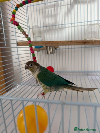 Conures birds - Advert 16