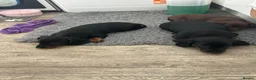 Dachshund dogs for sale: Dashund puppies  - Advert 3