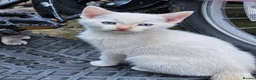 Mixed Breed cats for sale: 4 Gorgeous and playful kittens - Advert 7