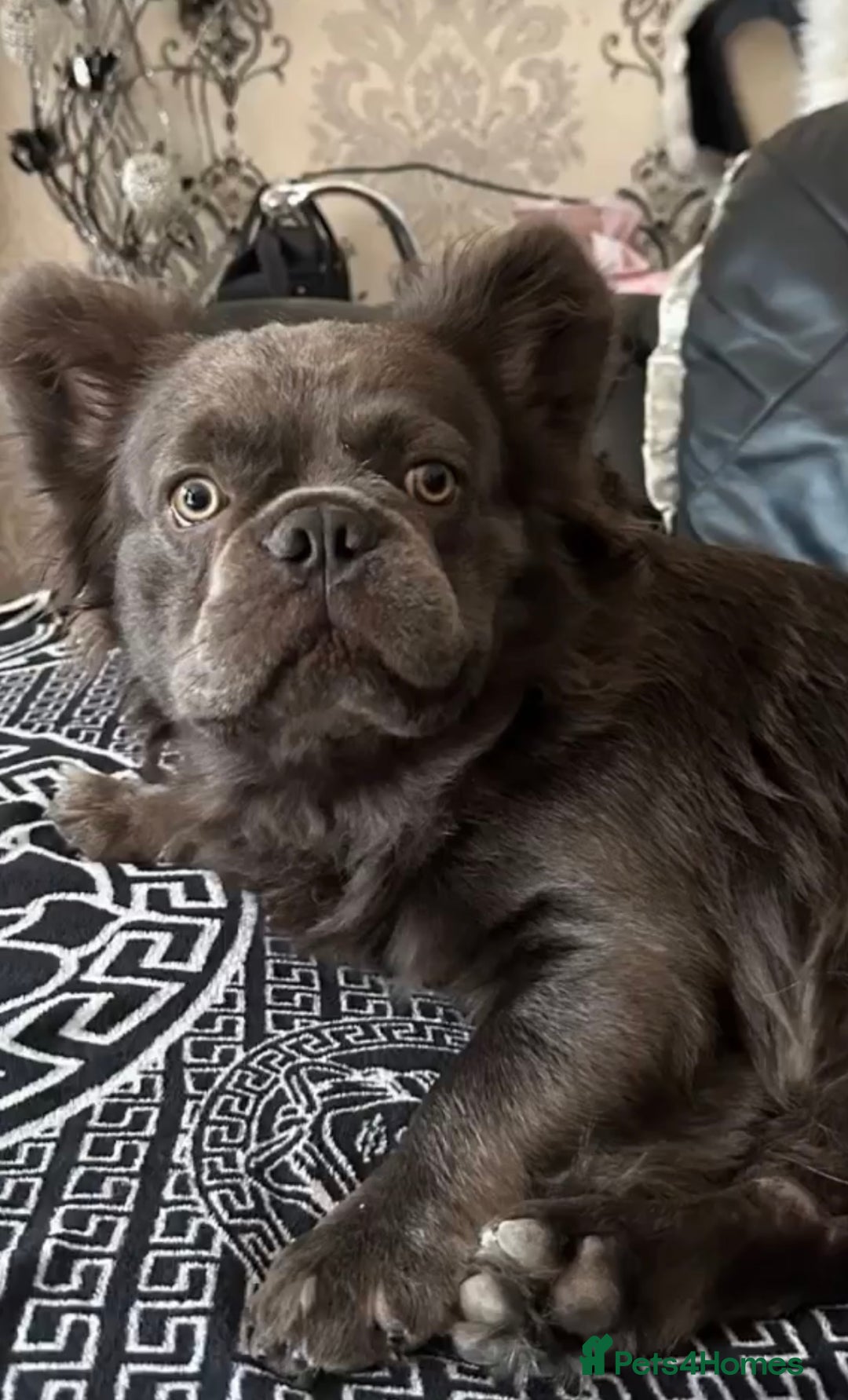 French Bulldog dogs for sale: Beautiful full fluffy French bulldog  - Advert 4