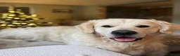 Golden Retriever dogs for sale: KC Registered Golden Retriever Puppies - Advert 14