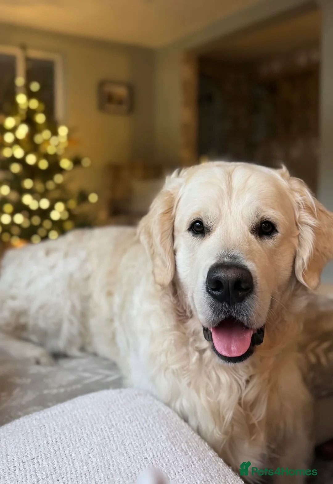 Golden Retriever dogs for sale: KC Registered Golden Retriever Puppies - Advert 14