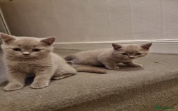 British Shorthair cats for sale: British short hair kittens for sale  - Image 5