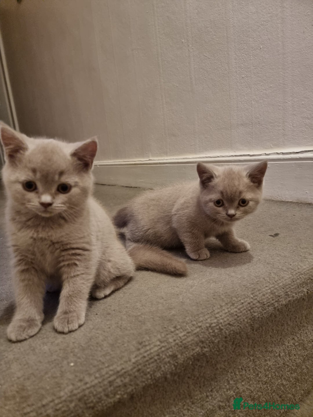 British Shorthair cats for sale: British short hair kittens for sale  - Image 5