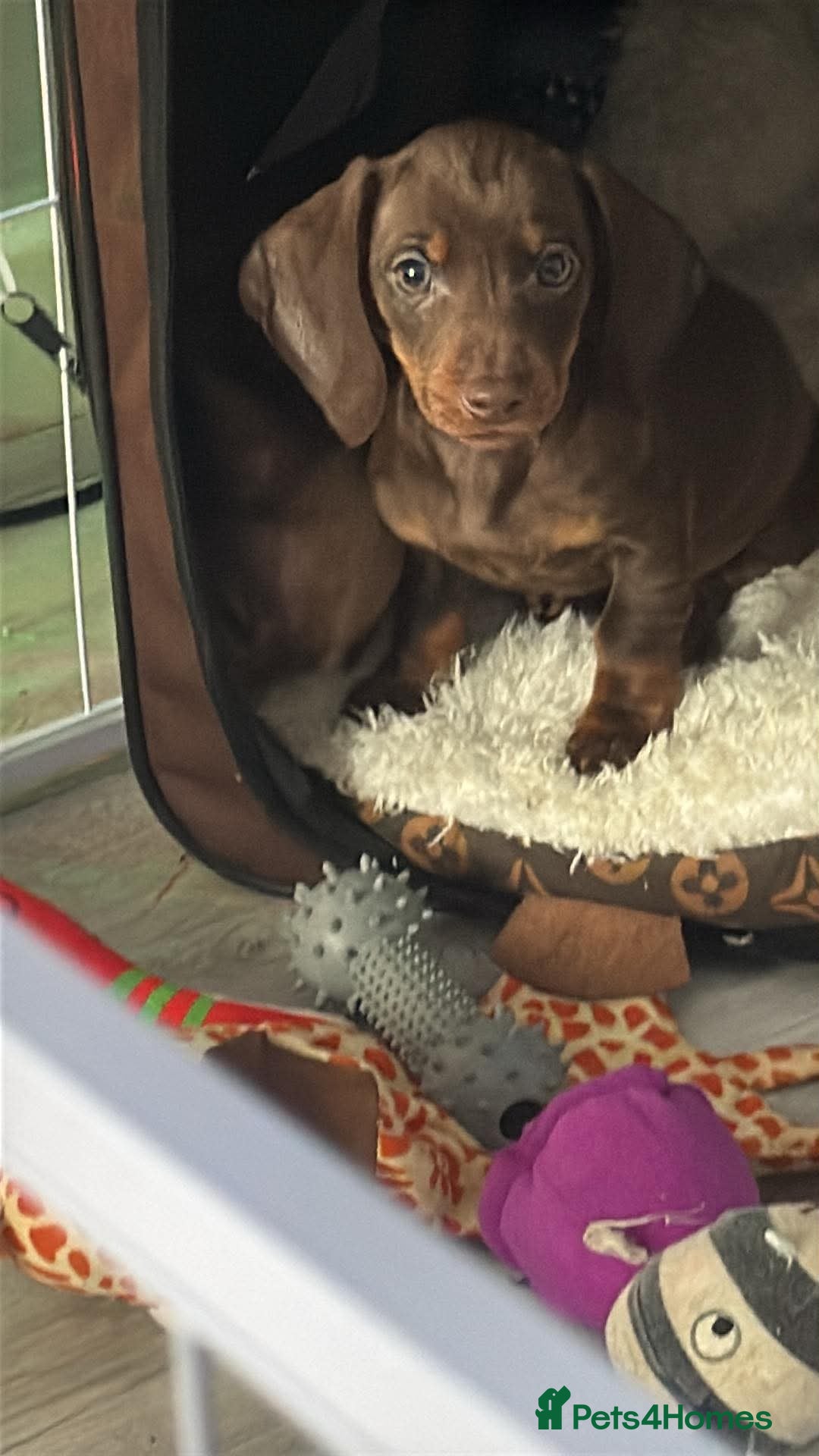 Miniature Dachshund dogs Mini dachshund Boy - Advert 1