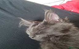 Maine Coon cats for sale: Blue manie coon - Image 4