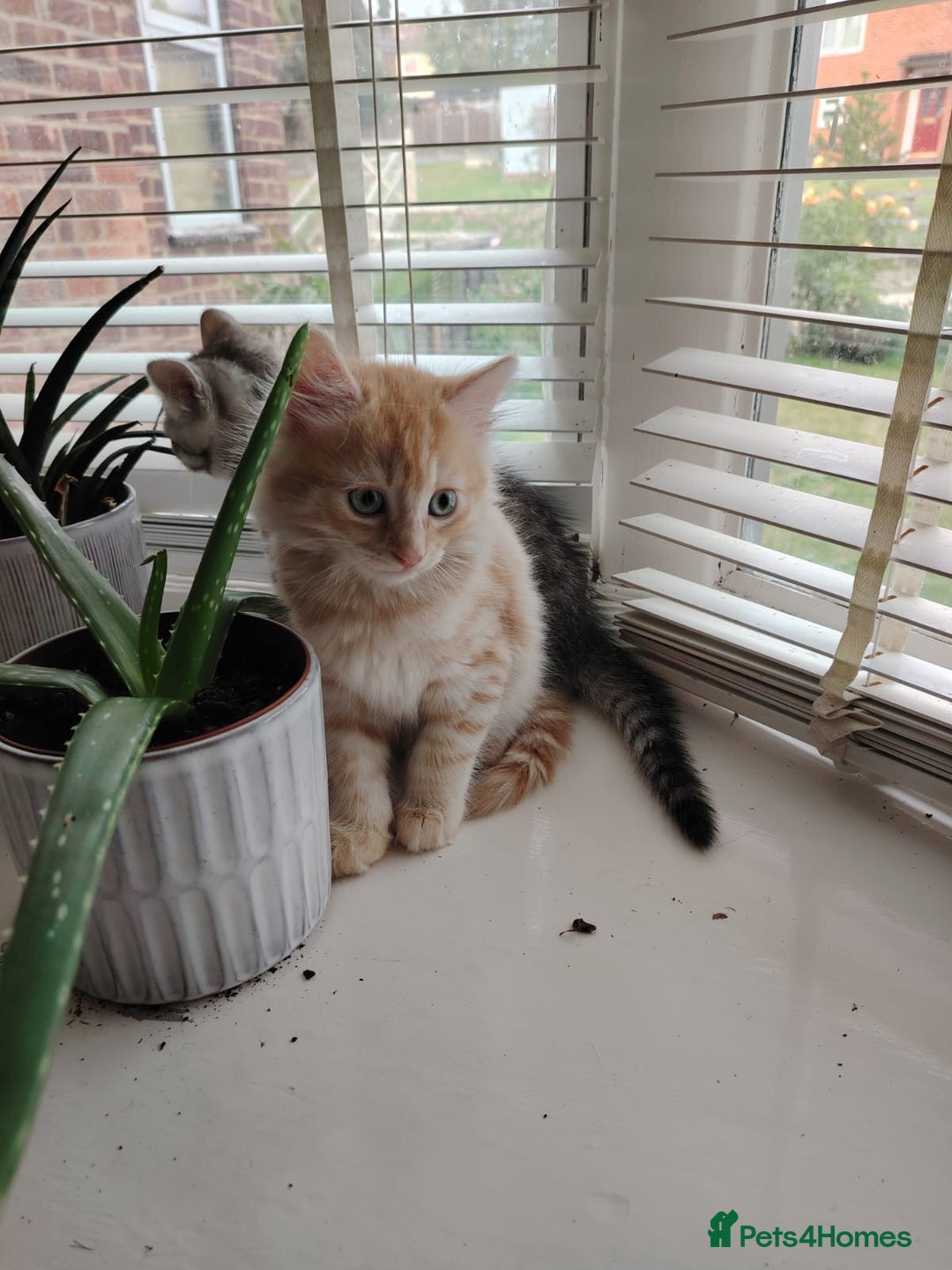 British Shorthair cats for sale: 2 gorgeous male kittens BSH - Image 1