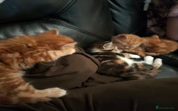 Bengal cats for sale: Adorable kittens looking for loving home. - Advert 3