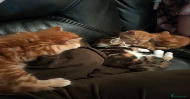 Bengal cats Adorable kittens looking for loving home. - Advert 9