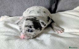 Chihuahua dogs for sale: Stunning merle Chihuahua puppies  - Image 14