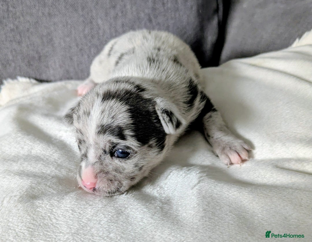 Chihuahua dogs for sale: Stunning merle Chihuahua puppies  - Image 14