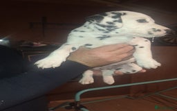 Dalmatian dogs for sale: Dalmatian pups - Image 10