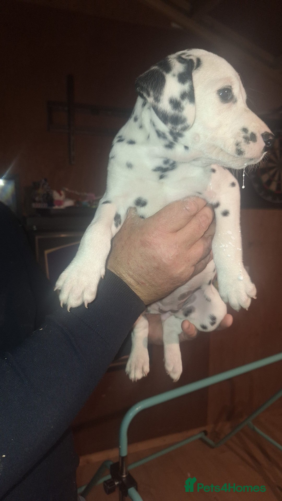 Dalmatian dogs for sale: Dalmatian pups - Image 10