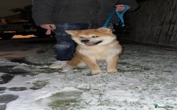 Japanese Akita Inu dogs for sale: Japanese inu  - Image 6