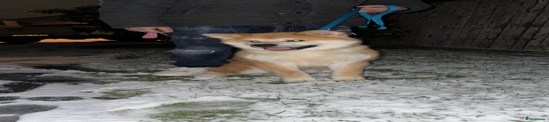 Japanese Akita Inu 