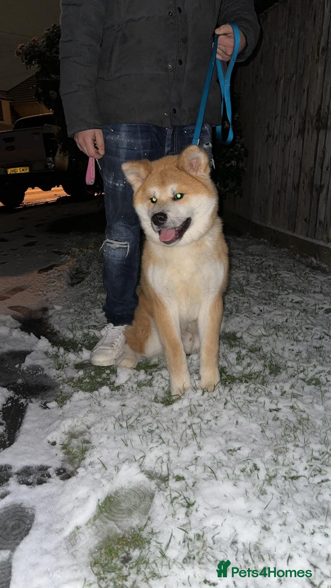 Japanese Akita Inu dogs for sale: Japanese inu  - Image 6