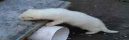 Ferret rodents for sale: Ferrets  in Castleford - Advert 3