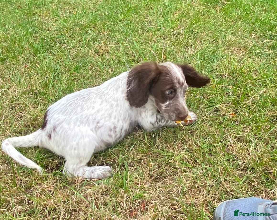 Cocker Spaniel dogs Cocker spaniel puppies - Advert 1