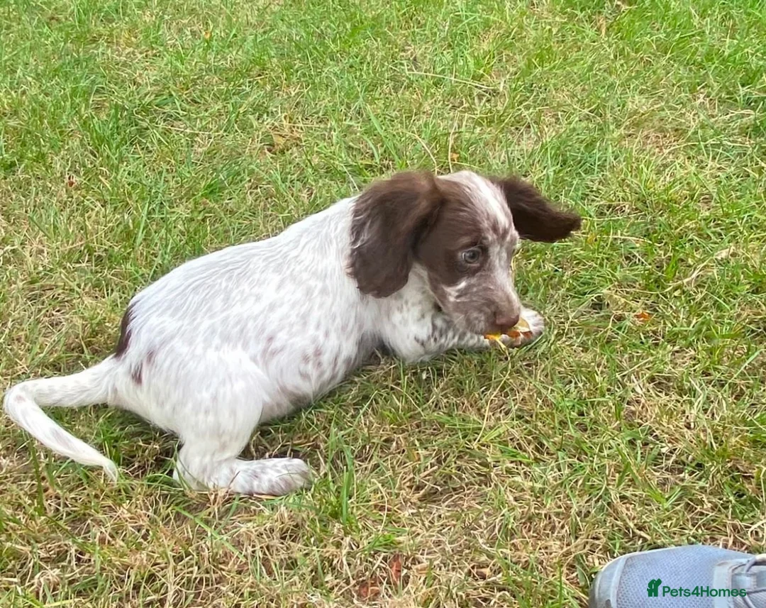 Cocker Spaniel dogs for sale: Cocker spaniel puppies - Advert 1