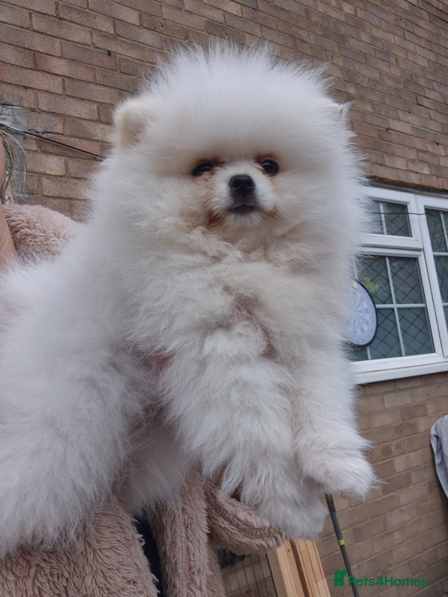 Pomeranian dogs Pomeranian white girl  - Advert 16